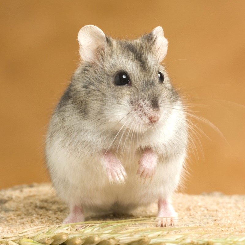 Knaagdieren